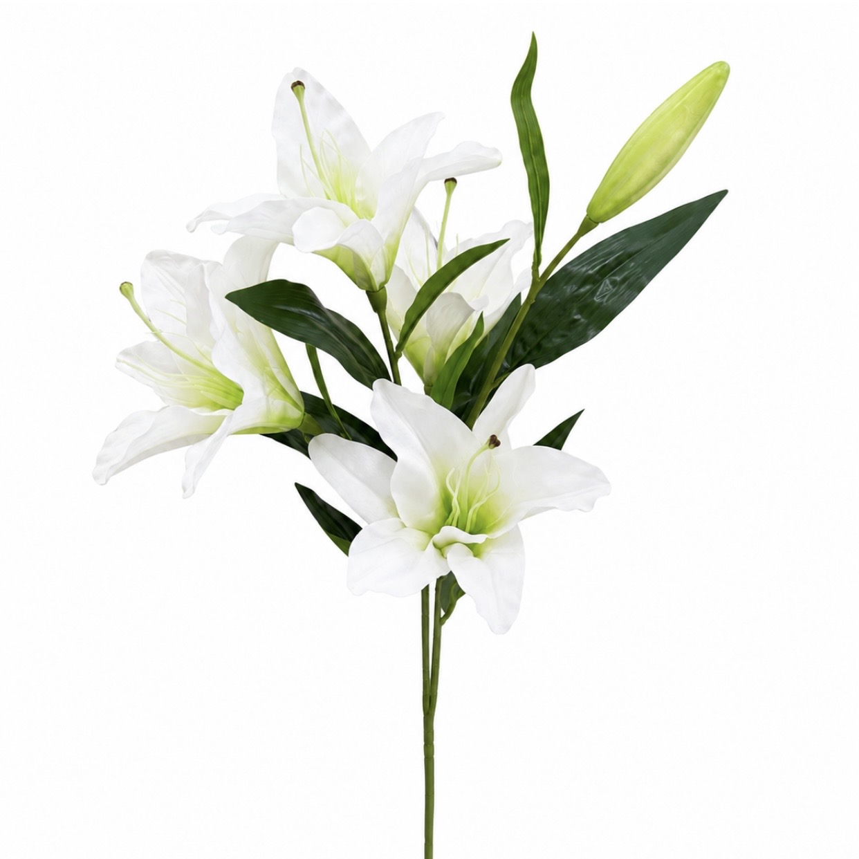 شاخه لیلیوم وارداتی